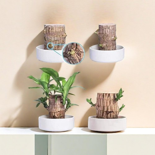 Brazilian Wood Mini Plant Stump Hydroponic Potted Decor With Nutrient Solution - Picture 9 of 11
