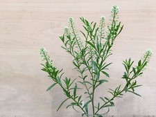 150 Thlaspi arvense Seeds, Green Bells, Million Bells, Cut Flower, UK Seller