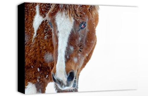 Tennessee Walking Horse Canvas Print 16x20 - Picture 1 of 1