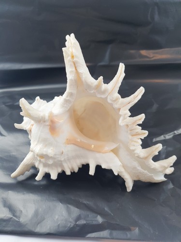 Large Natural White Murex Sea Shell Decorative Marine Shell - 20cm+ Coastal Home - Picture 7 of 15