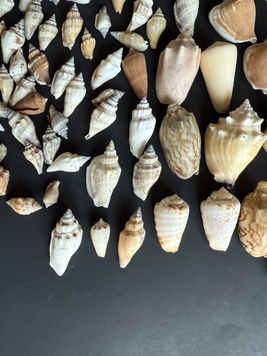Assorted Unique Collection Of Sea Shells From 1” To 2.5”. 2 Lbs - Picture 9 of 14
