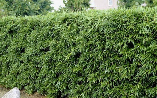 4 Plants - David Bisset Bamboo/Phyllostachys-VERY COLD HARDY DOWN TO -15 DEGREES - Picture 5 of 5