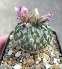 pelecyphora aselliformis own root