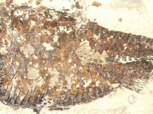 SCALES!  Knightia Alta GREEN River Formation FISH Fossil From Wyoming 404gr - Bild 13 von 16