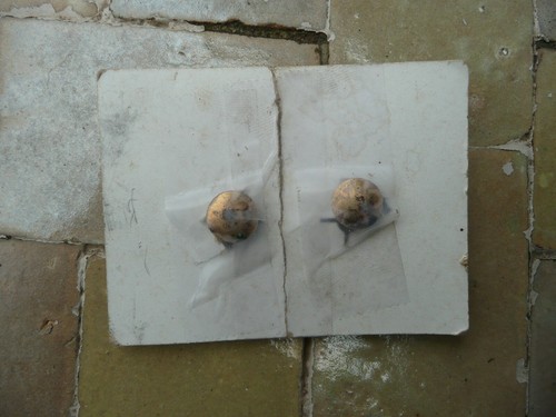 paire de boutons de col anciens en plaqué or - Picture 2 of 2