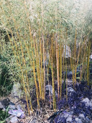 Goldener Bambus-Phyllostachys Aurea Rhyzome 12"" Bareroot. Einschränkung CA, AK, HI