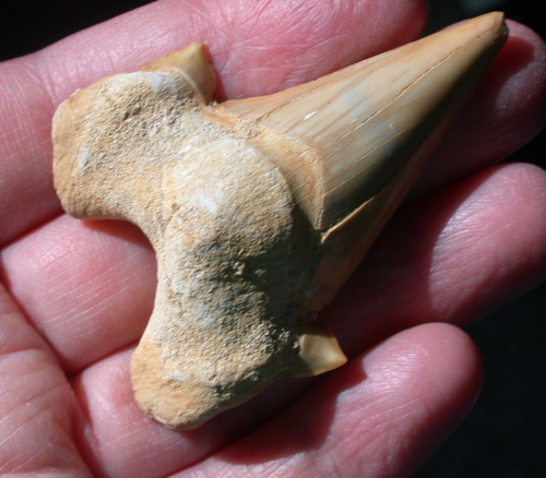 Großer Otodus Fossil Haizahn Megalodon Ahne 2,32 cm keine Restauration - Bild 3 von 9