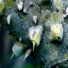 20 HERCULE'S CLUB TREE SEEDS (Zanthoxylum clava-herculis) Prickly Ash Fast Rare