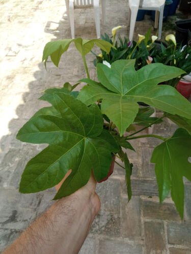 Plantas de interior Aralia JAPONICA planta siempre verde muy resistente - Imagen 4 de 7