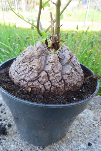Dioscorea elephantipes Schildkrötenpflanze Durchmesser ca 9 cm 3 1.5. - Bild 11 von 12