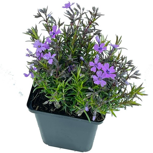 Teppichphlox Flammenblume Phlox sub.Emerald Cushion Blue Bodendecker blaue Blüte - Bild 4 von 28
