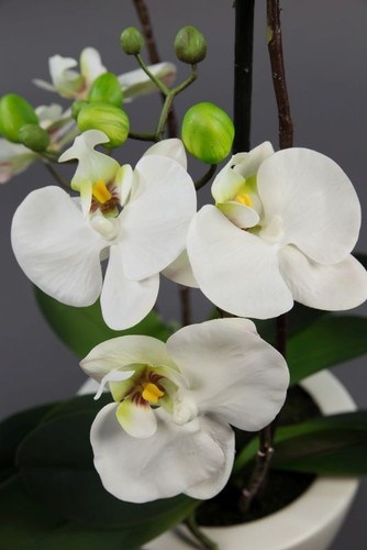 Orchidee Real Touch 58x28cm weiß in weißer Keramikschale GA Kunstblumen - Bild 3 von 4