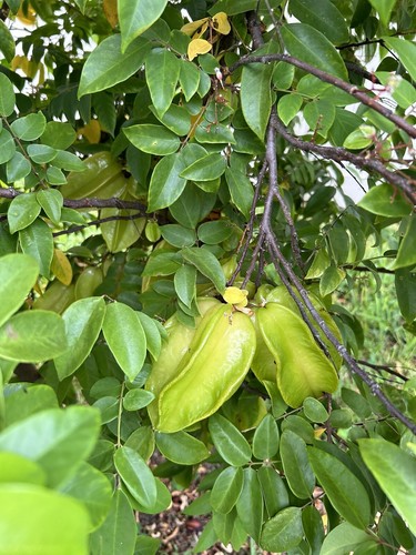Thai Star Fruits Fresh 5Lbs  Fruits. Fwang Tung & Arkin Varieties. Actual Fruits - Picture 2 of 7