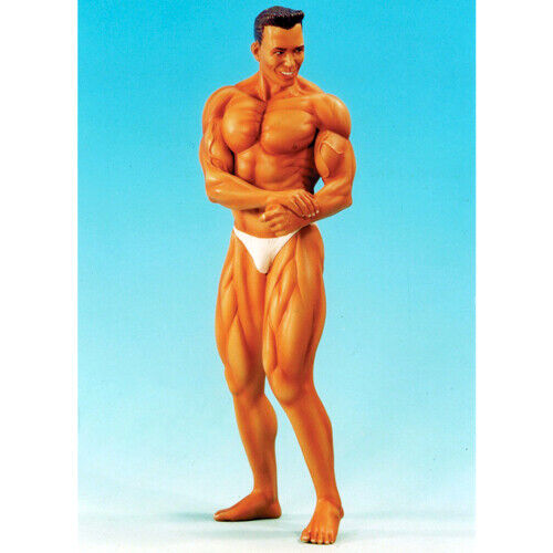 SOL HARZFABRIK, BODY BUILDER MAN, Kat.-Nr. C433, MASSSTAB 1:9 - Bild 1 von 1