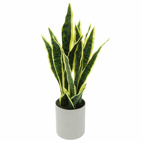 Sansevieria trifasciata 'Laurentii' @ Schlangenpflanzen (Zimmerpflanzen) - Bild 3 von 3