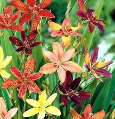 Pardancanda norrisii Dazzler | Dwarf Candy Lily | 10 Seeds | eBay