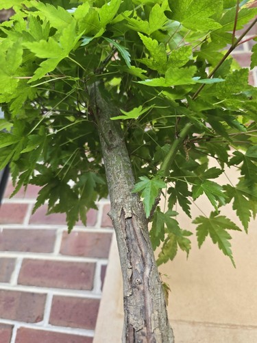 Beautiful Green Leaf Aged Japanese Maple Pre Bonsai NO SHIP TO CALIFORNIA! - Picture 7 of 16