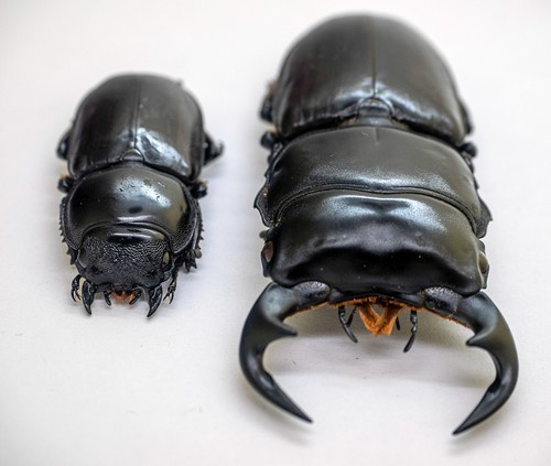 Lucanidae - formicolio Dorcus (coppia) (m) - zanna, Chiangmai, Thailandia (DAP70-01) - Foto 2 di 15