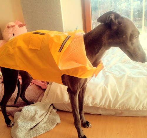 2025 NEW Waterproof Large Dog Raincoat Reflective Hooded Rain Wear Jacket S--5XL - Picture 15 of 16