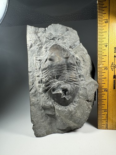2.9 Inch Isotelus Trilobite Fossil From Ontario Canada - Bild 14 von 16