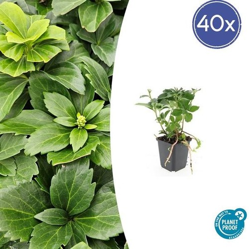 Japanischer Ysander - Pachysandra terminalis - ↕10-25cm - Ø9cm - 40 Stück - Bild 2 von 7
