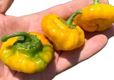 (10) Jamaican Yellow Scotch Bonnet Untreated Fresh Pepper Seeds. Free Shipping!