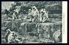 British India Old Picture Postcard "A Group Of Monkeys at Banaras"