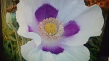 Poppy seeds 1 Lb (16 OZ) white/purple flower seeds