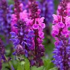 50 Pink Purple Salvia Seeds Flower Seed Perennial Flowers Hummingbird 783 Usa