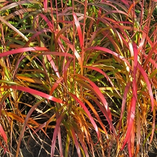 1 x Miscanthus sinensis ‚Navajo' Ziergras/Gräser/Stauden/winterhart Chinaschilf - Bild 2 von 9