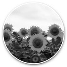 2 x Vinyl Stickers 25cm (bw) - Sunflower Field Flowers Summer  #42298