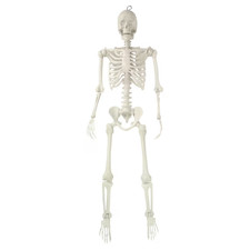Hanging Posable Skeleton Decoration, White, 5', Halloween by Way To Celebrate