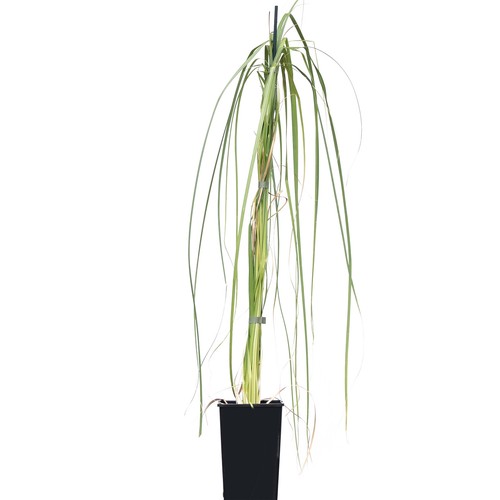 Herbe de la pampa Rose Pluim 2L - Gazon touffe extrêmement décoratif - Foto 2 di 8