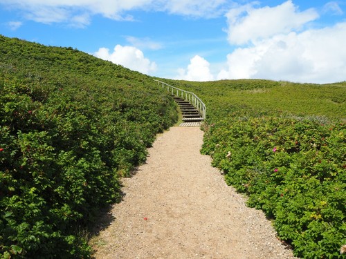 5 Kartoffelrose Apfelrose Rose Rosa rugosa 60-100 cm wurzelnackt - Bild 5 von 5