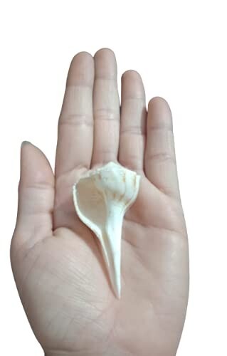 Natural Lakshmi Valampuri Sangu Conch Shell Shankh for Pooja-1.5 to 2 Inch - Bild 3 von 3