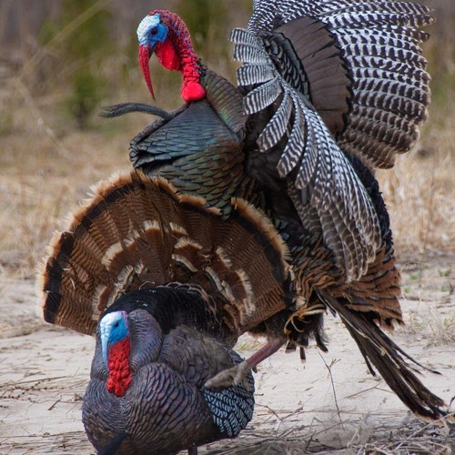 Durable Apex Full Strut Decoy with Lifelike Movement for Successful Turkey Hunts - Picture 7 of 8