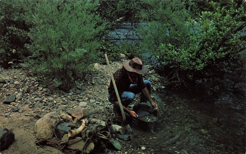 Chrome Postcard ~ Coloma, California, Man Panning for Gold on American River - Picture 1 of 2