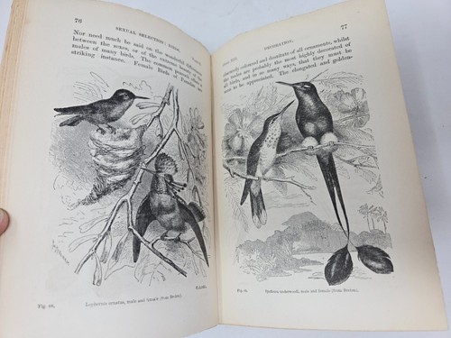 The Descent of Man Vol. II by Charles Darwin, 1871 John Murray 7th Thousand - Picture 9 of 10