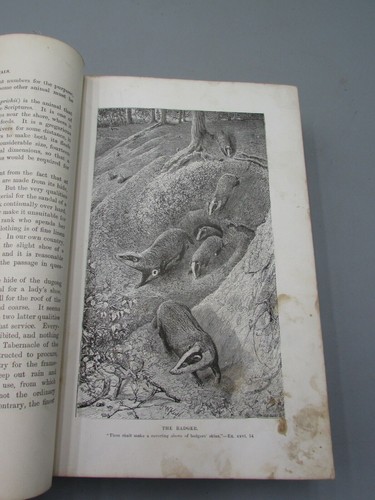 1875 WOOD'S BIBLE ANIMALS JG WOOD ILLUSTRATED KEYL WOOD SMITH 1ST ED BK127 - Picture 8 of 11