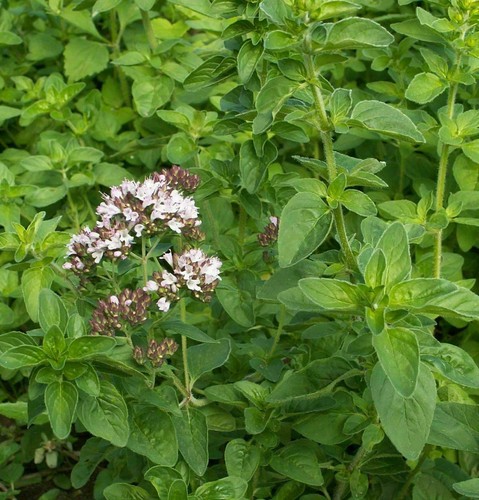 1000 Italian Oregano Seeds Culinary Herb Heirloom - Picture 9 of 12