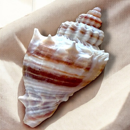 Broche Caracola Natural Concha Rosa Marrón Espiral Costero Elegante Prendedor Ropa de Resort - Imagen 11 de 11