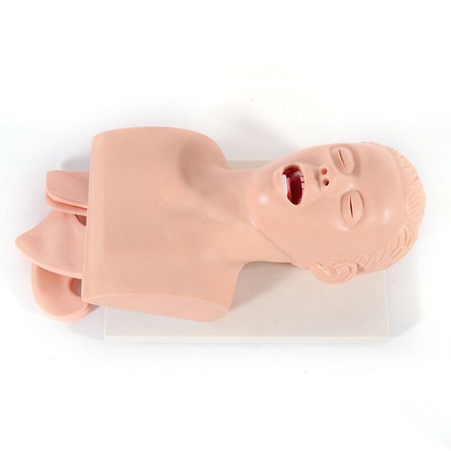 Airway Management Trainer Study Adult Oral Intubation Manikin Teaching Model NEW - Picture 6 of 12