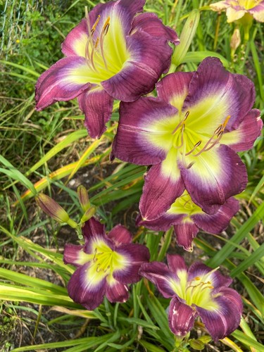Stargate Portal - Daylily Live Plant 2 Fans Perennial Flower