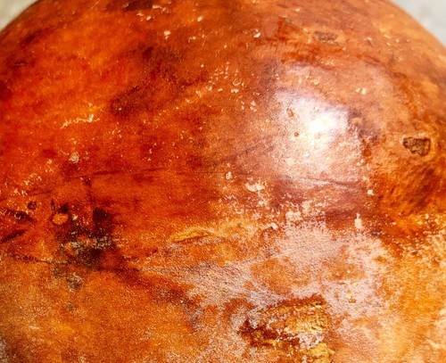 Antica zucca bottiglia (Lagenaria siceraria) - Picture 3 of 3