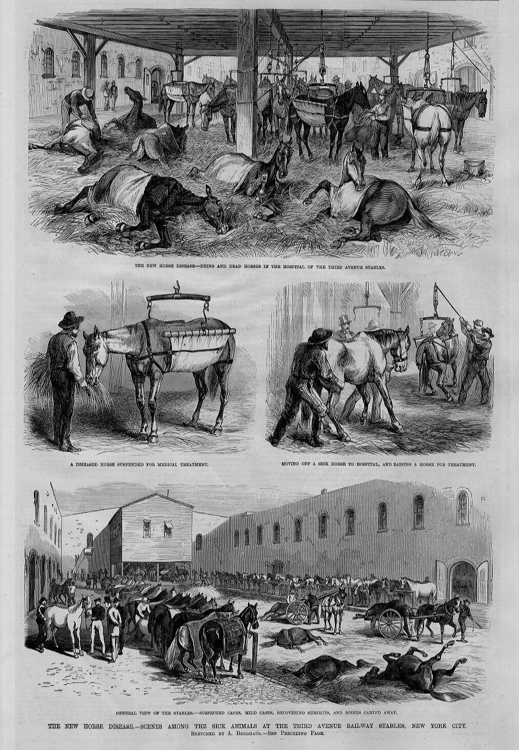 HORSE DISEASE MEDICAL TREATMENT SICK ANIMALS DEAD AND DYING AT RAILWAY STABLES | eBay HORSE DISEASE MEDICAL TREATMENT SICK ANIMALS DEAD AND DYING AT RAILWAY STABLES | eBay