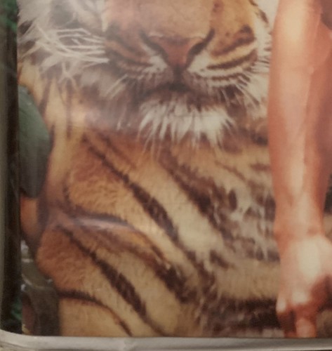 Rudyard Kipling’s The Jungle Book GOOD VHS Movie Tape 1995 White Clamshell Case! - Picture 22 of 24