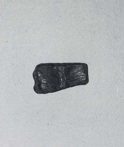 fossil turtle ( trionyx ) shell and bone fragments x5 from Isle of White UK RARE - Picture 9 of 12