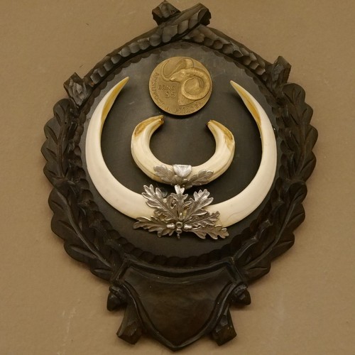 Keilerwaffen 2 er Set Wildschweinwaffen (Sus scrofa) Medaillen Keiler Gewaff - Bild 7 von 10