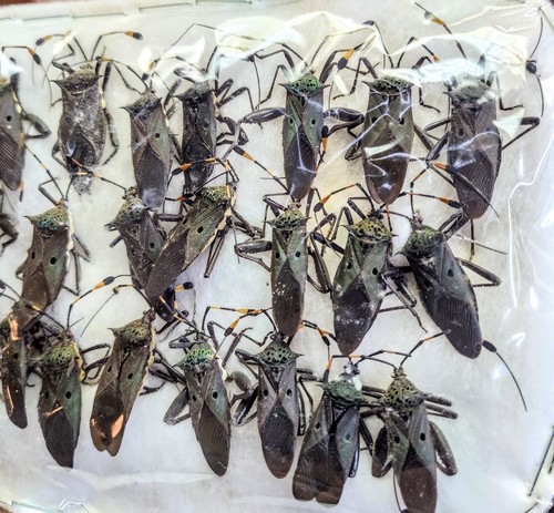 25 Stück A-1 Hemiptera Kissing Bugs Peru - Bild 3 von 4