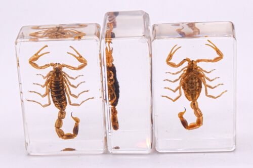 44 mm Goldener Skorpion in klarem Plexiglasharz Wissenschaft Bildung Sammlung Präparat - Bild 8 von 11